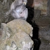 monkey_macaque_balinese_mf_ubud_v_0951_bal4667.jpg